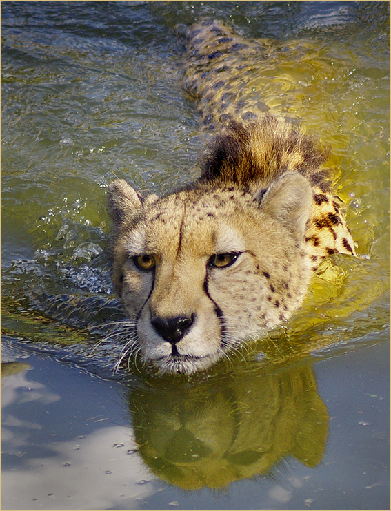 Swimming Cheetah